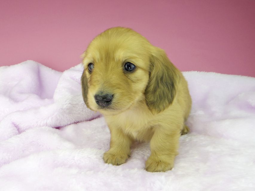 カニンヘンダックスフンド ハニー & 竹千代の子犬 イエロー(クリーム) 女の子(1)kaninchen-dachshund1616 カニンヘンダックスフンド ハニー & 竹千代の子犬 イエロー(クリーム) 女の子(1)