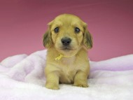 kaninchen-dachshund1635 kaninchen-dachshund1635