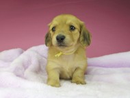 kaninchen-dachshund1636