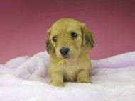 kaninchen-dachshund1640 kaninchen-dachshund1640