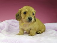 kaninchen-dachshund1649