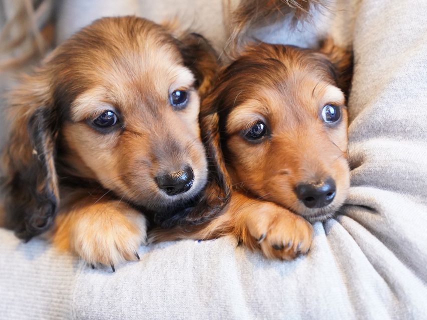 カニンヘンダックスフンド ププリン & ブルースの子犬 レッド 男の子kaninchen-dachshund174 カニンヘンダックスフンド ププリン & ブルースの子犬 レッド 男の子