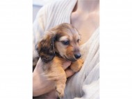 kaninchen-dachshund177