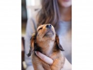 kaninchen-dachshund179