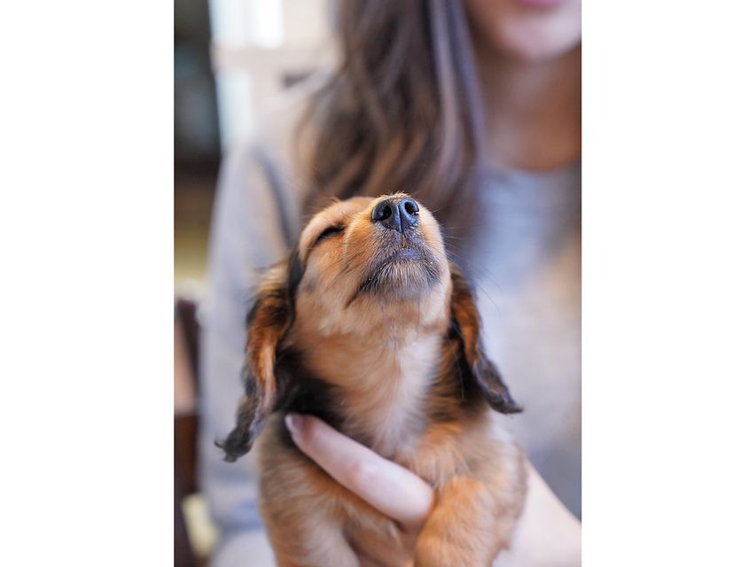 カニンヘンダックスフンド ププリン & ブルースの子犬 レッド 男の子kaninchen-dachshund179 カニンヘンダックスフンド ププリン & ブルースの子犬 レッド 男の子