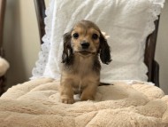 kaninchen-dachshund1796