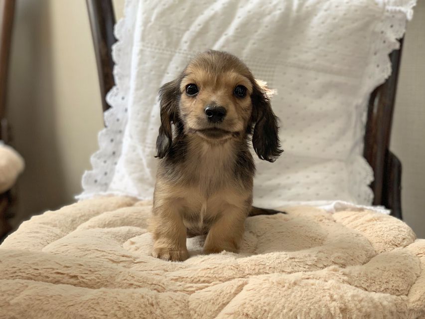 カニンヘンダックスフンド まめ & 竹千代の子犬 イエロー（クリーム） 男の子