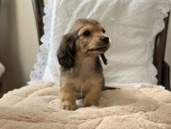 kaninchen-dachshund1797