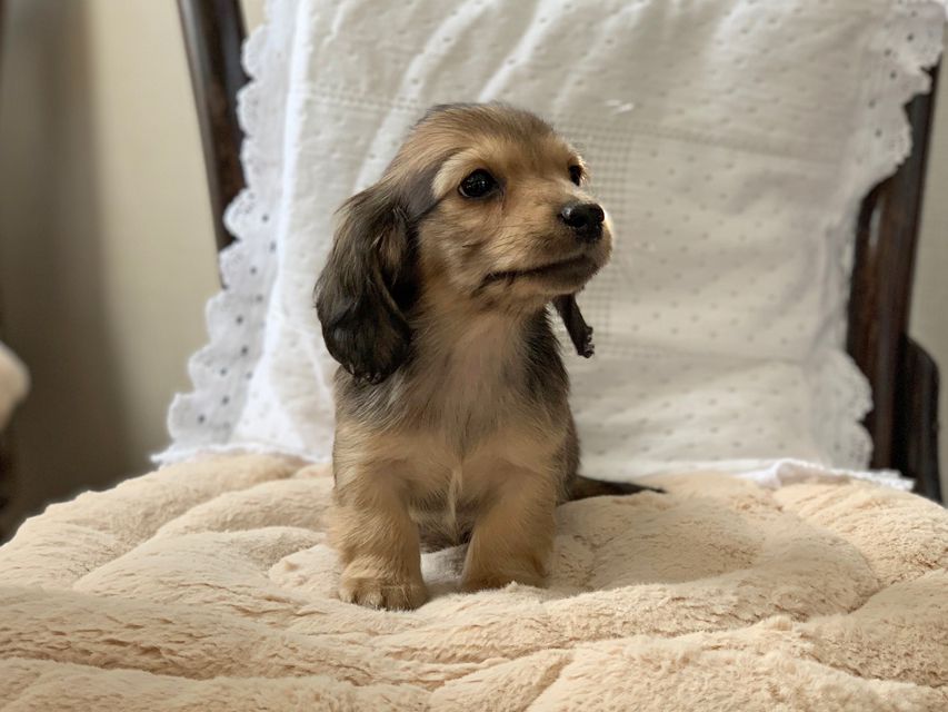 カニンヘンダックスフンド まめ & 竹千代の子犬 イエロー（クリーム） 男の子