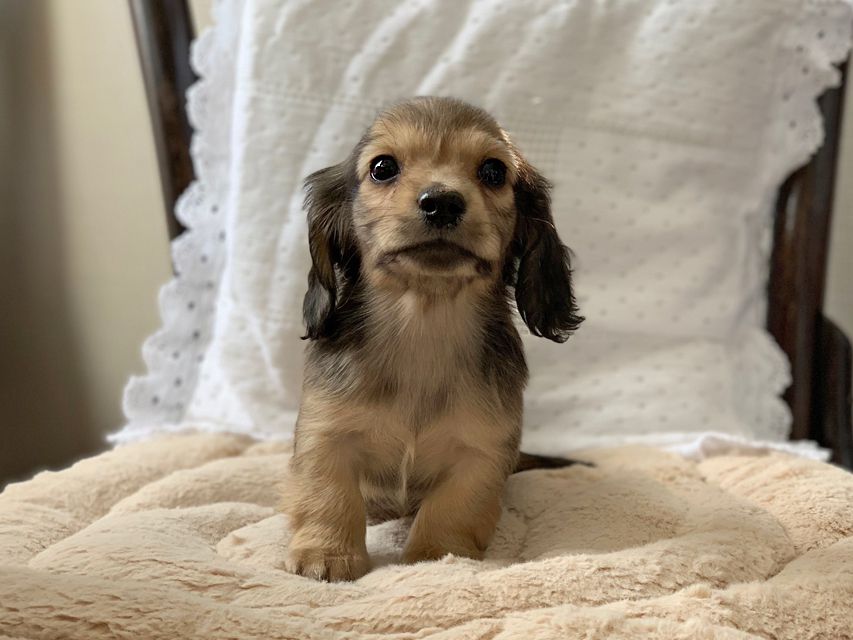 カニンヘンダックスフンド まめ & 竹千代の子犬 イエロー（クリーム） 男の子