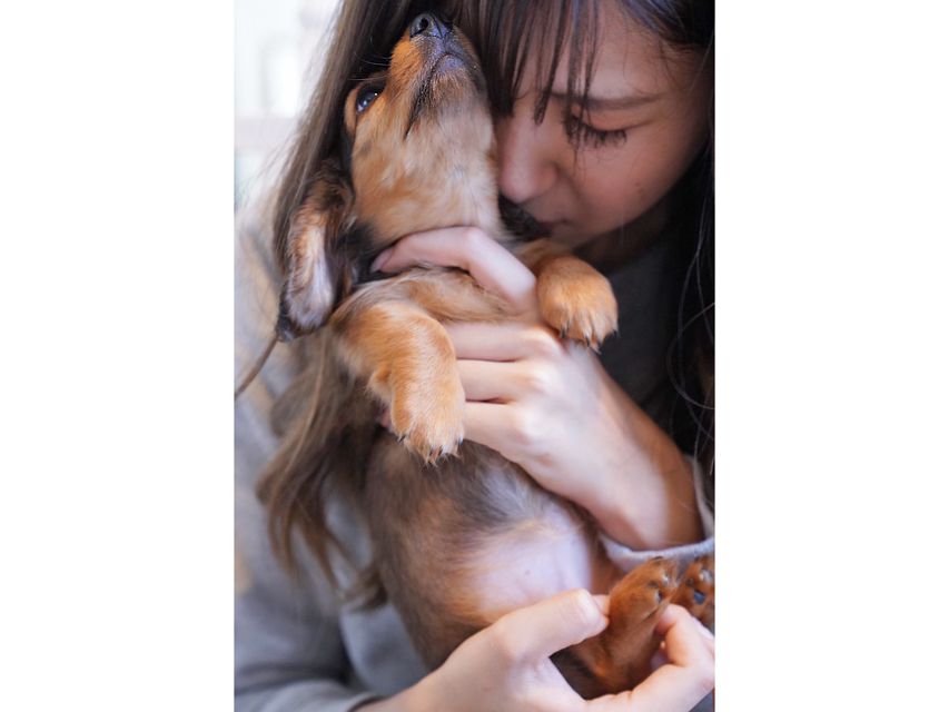 カニンヘンダックスフンド ププリン & ブルースの子犬 レッド 男の子kaninchen-dachshund180 カニンヘンダックスフンド ププリン & ブルースの子犬 レッド 男の子