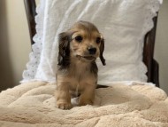 kaninchen-dachshund1800