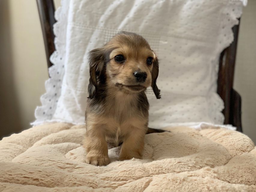 カニンヘンダックスフンド まめ & 竹千代の子犬 イエロー（クリーム） 男の子