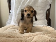 kaninchen-dachshund1801