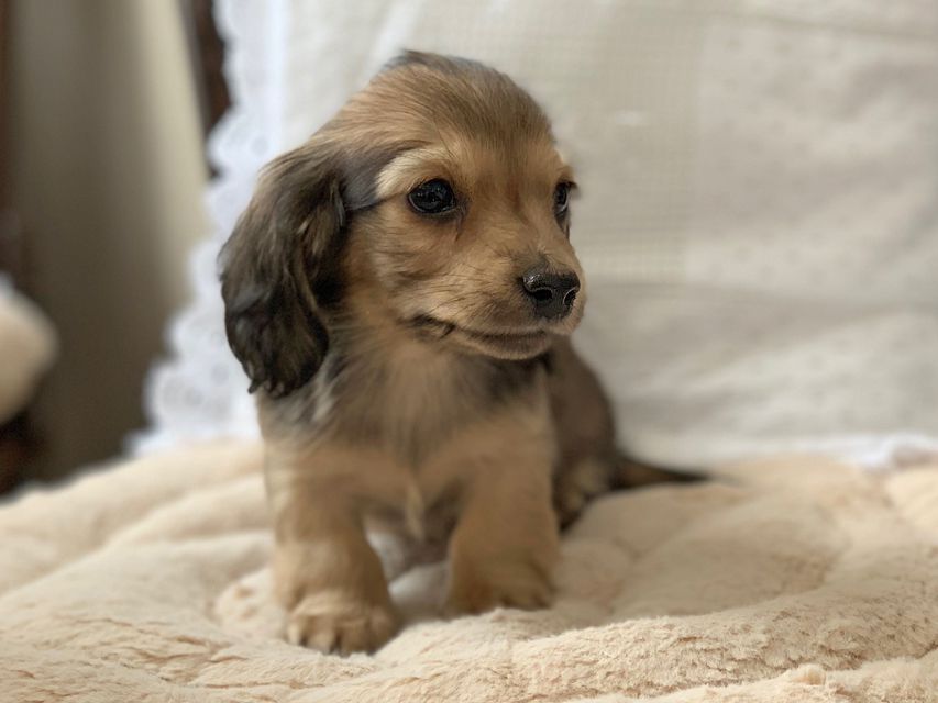 カニンヘンダックスフンド まめ & 竹千代の子犬 イエロー（クリーム） 男の子