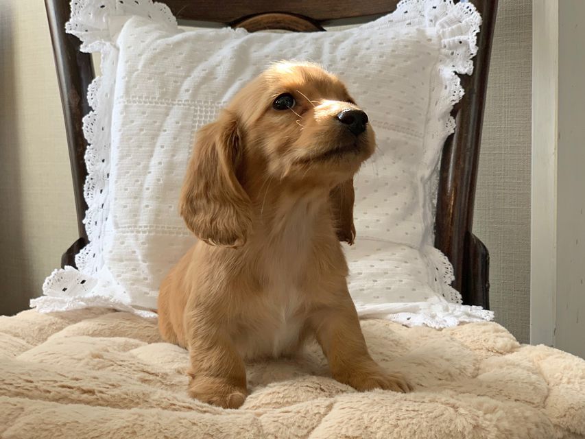 カニンヘンダックスフンド まめ & 竹千代の子犬 レッド 女の子