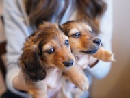 kaninchen-dachshund286