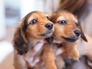 kaninchen-dachshund291
