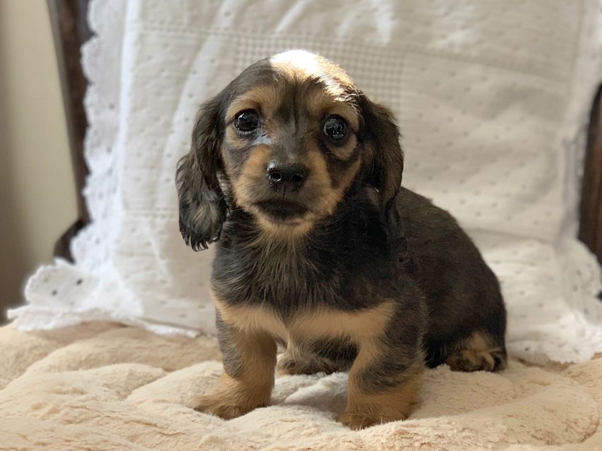 カニンヘンダックスフンド まめ & 竹千代の子犬 イエロー（クリーム） 女の子