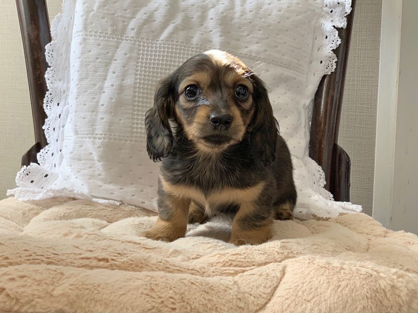 カニンヘンダックスフンド まめ & 竹千代の子犬 イエロー（クリーム） 女の子