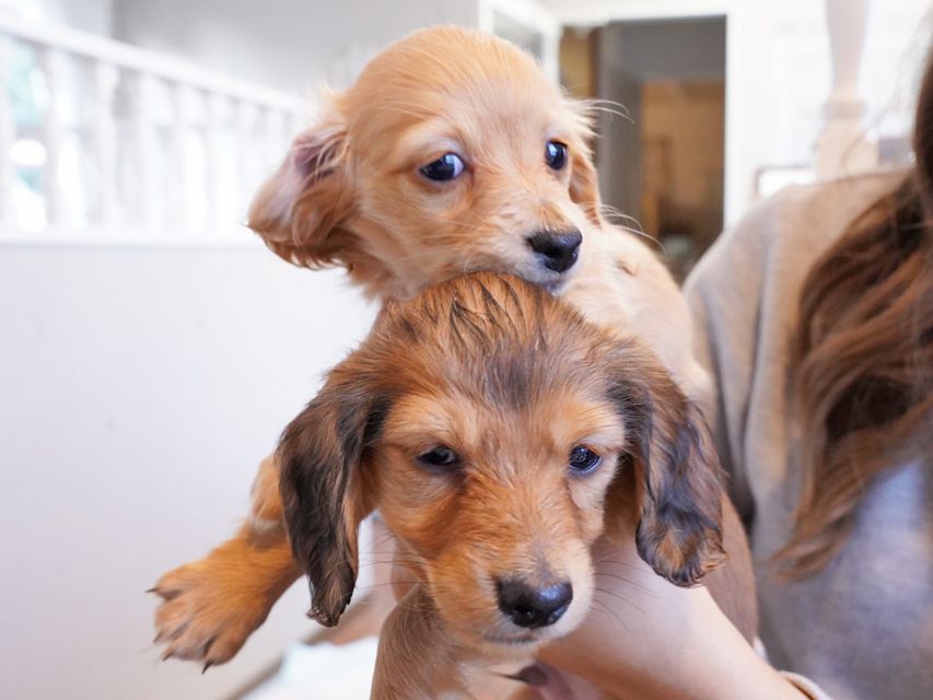 カニンヘンダックスフンド キュア & スカッシュの子犬 レッド 男の子、レッド 女の子（2）