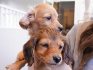 kaninchen-dachshund394 kaninchen-dachshund394