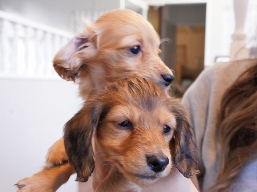 カニンヘンダックスフンド キュア & スカッシュの子犬 レッド 男の子、レッド 女の子（2）