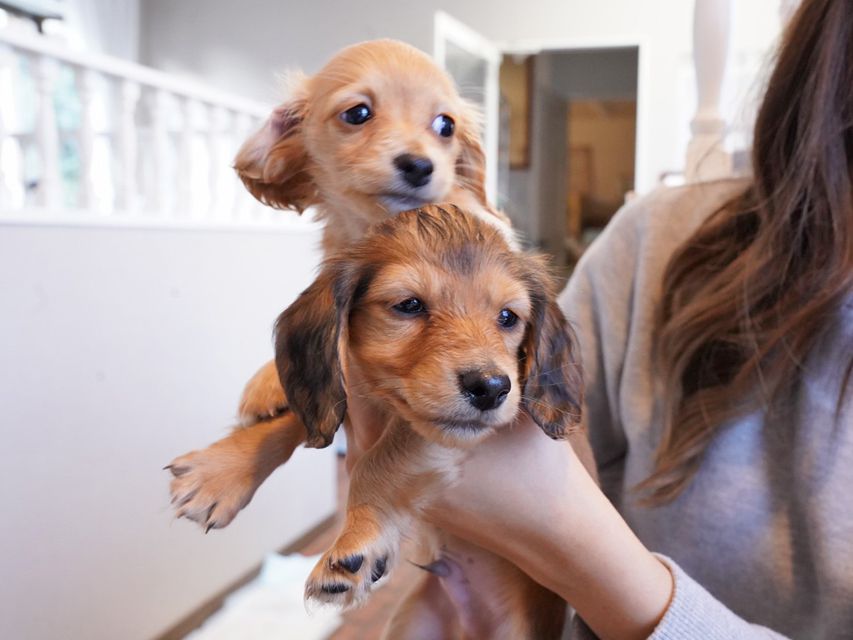 カニンヘンダックスフンド キュア & スカッシュの子犬 レッド 男の子、レッド 女の子（2）