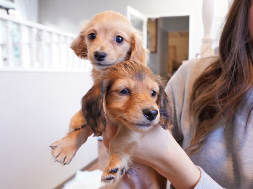 カニンヘンダックスフンド キュア & スカッシュの子犬 レッド 男の子、レッド 女の子（2）