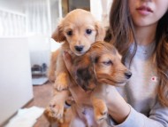 kaninchen-dachshund397 kaninchen-dachshund397