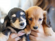 kaninchen-dachshund408 kaninchen-dachshund408