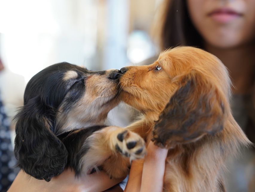カニンヘンダックスフンド キュア & スカッシュの子犬 レッド 女の子(1)kaninchen-dachshund409 カニンヘンダックスフンド キュア & スカッシュの子犬 レッド 女の子(1)kaninchen-dachshund409