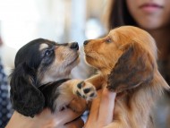 kaninchen-dachshund410 kaninchen-dachshund410