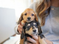 kaninchen-dachshund413 kaninchen-dachshund413