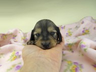 kaninchen-dachshund455 kaninchen-dachshund455