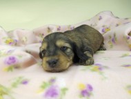 kaninchen-dachshund471 kaninchen-dachshund471