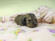 kaninchen-dachshund481