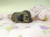 kaninchen-dachshund482