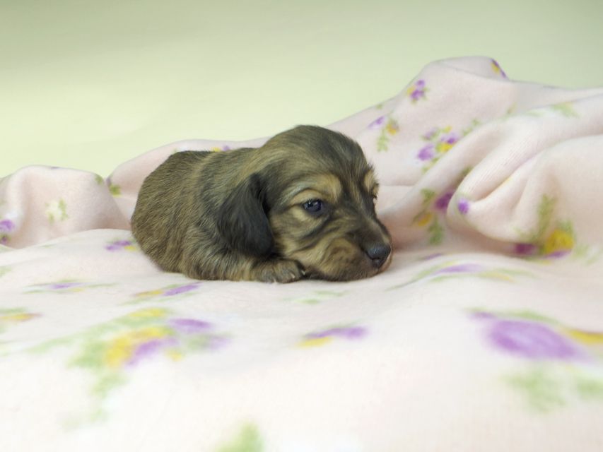 カニンヘンダックスフンド レイcs & スカッシュの子犬 シェーデットイエロー（シェーデットクリーム） 女の子