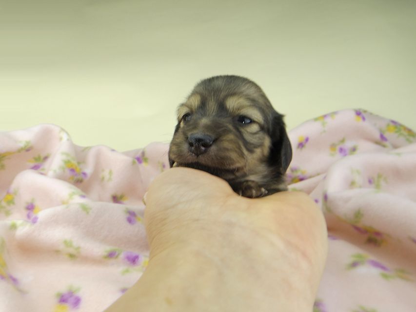 カニンヘンダックスフンド レイcs & スカッシュの子犬 シェーデットイエロー（シェーデットクリーム） 女の子