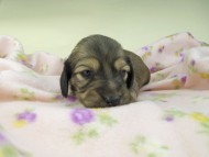 kaninchen-dachshund492