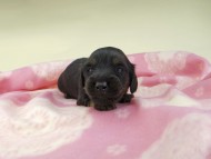 kaninchen-dachshund502