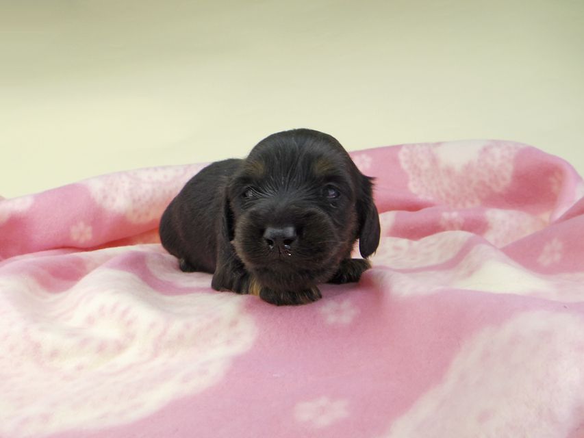 カニンヘンダックスフンド ココcs & ブルースの子犬 ブラックタン  男の子（1）