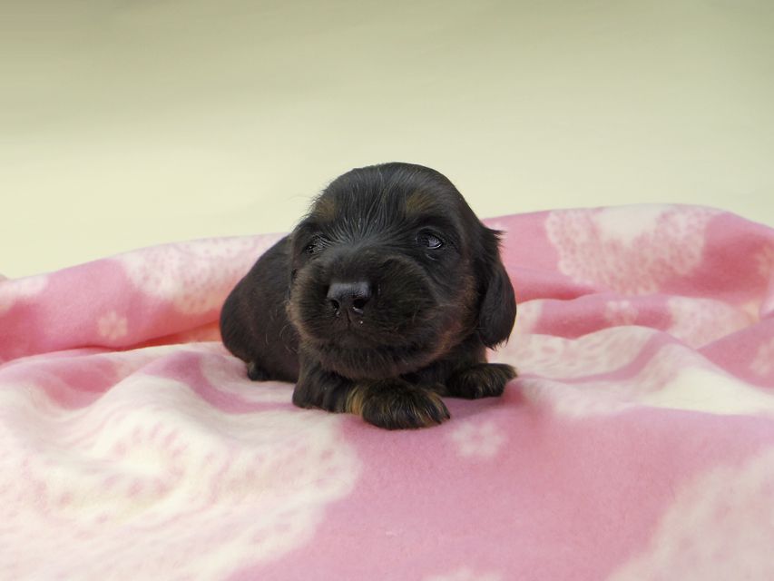 カニンヘンダックスフンド ココcs & ブルースの子犬 ブラックタン  男の子（1）