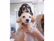 kaninchen-dachshund503 kaninchen-dachshund503