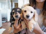 kaninchen-dachshund505 kaninchen-dachshund505