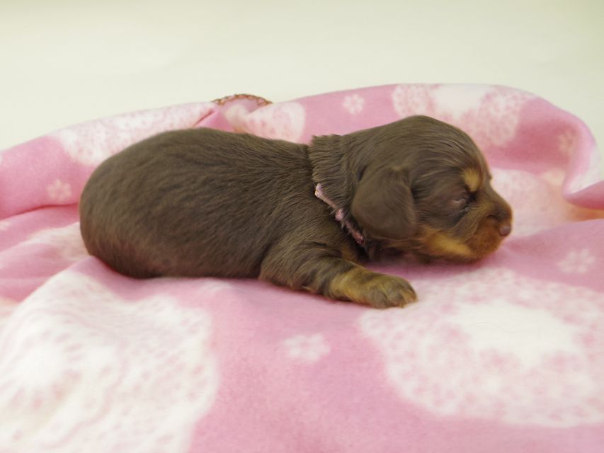 カニンヘンダックスフンド ココcs & ブルースの子犬 チョコタン  女の子（1）