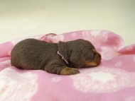 kaninchen-dachshund529 kaninchen-dachshund529