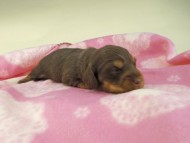 kaninchen-dachshund538 kaninchen-dachshund538
