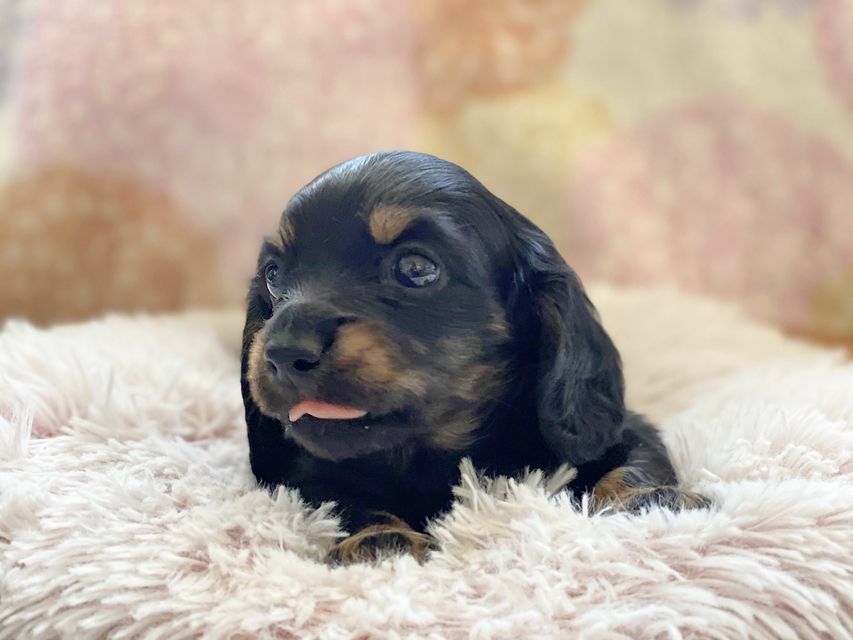 カニンヘンダックスフンド KT & ブルースの子犬 ブラックイエロー(ブラッククリーム) 男の子kaninchen-dachshund59 カニンヘンダックスフンド KT & ブルースの子犬 ブラックイエロー(ブラッククリーム) 男の子